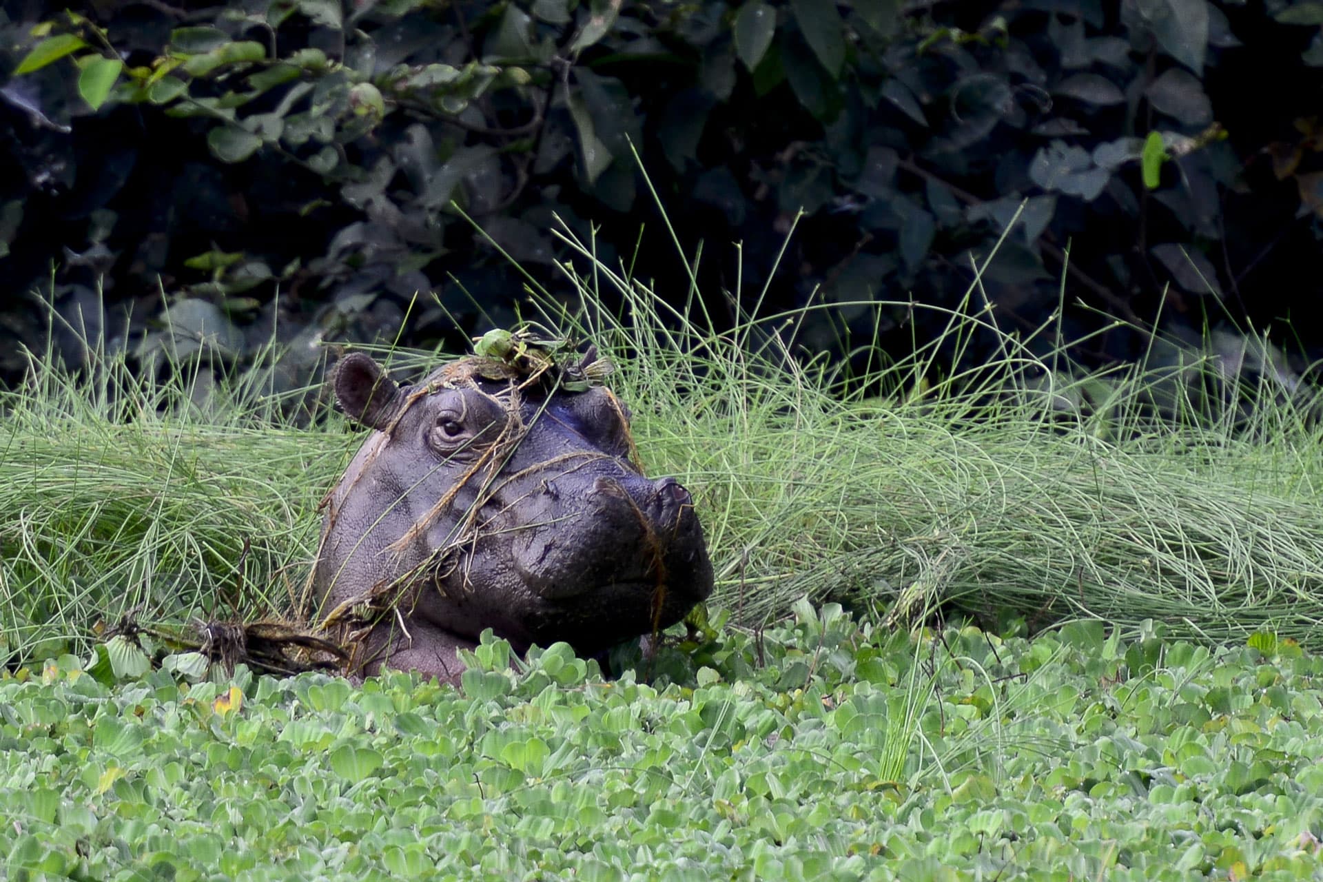 Bijagos Islands Tour: Wild Guinea-Bissau in 12 Days (3)
