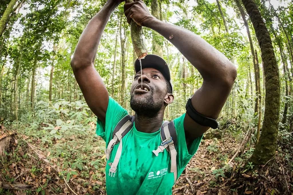 Animais Perigosos em São Tomé e Príncipe: O Que Saber Antes de Ir (2027)