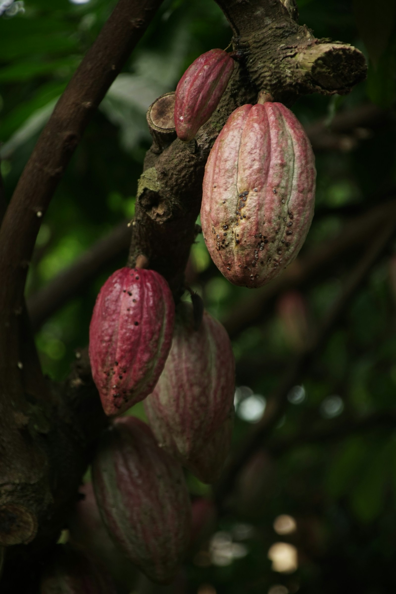 O melhor cacau do mundo nasce em São Tomé